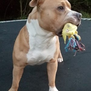 Meet your Posher, Mason